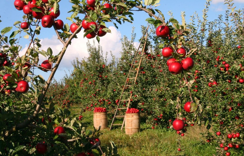 apple farm